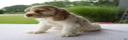 Cocker Spaniel dogs for sale: Rasco - Ad 4