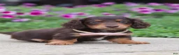 Miniature Dachshund dogs for sale: Olivia - Ad 7