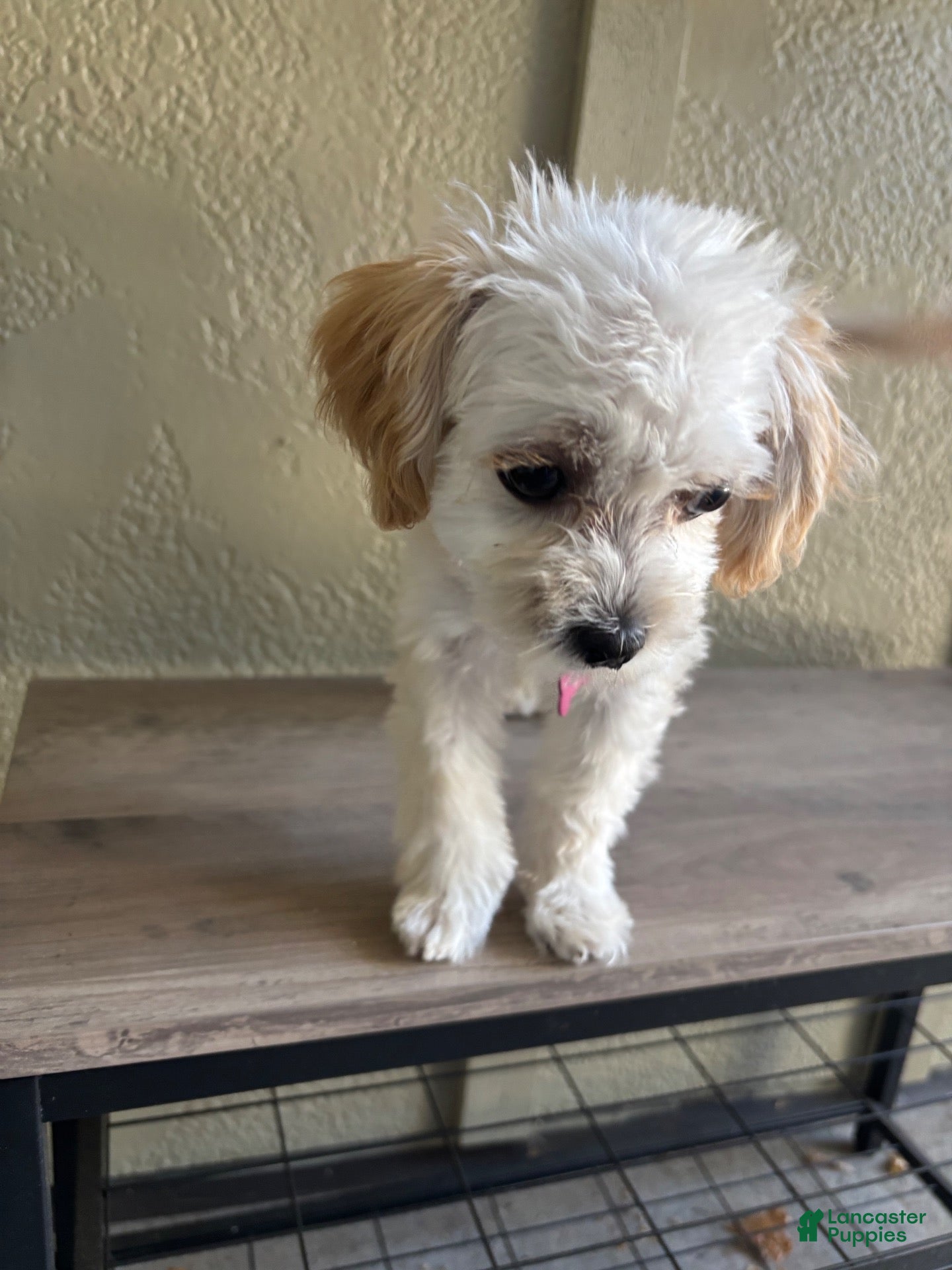 Maltipoo dogs Lolly - Ad 1