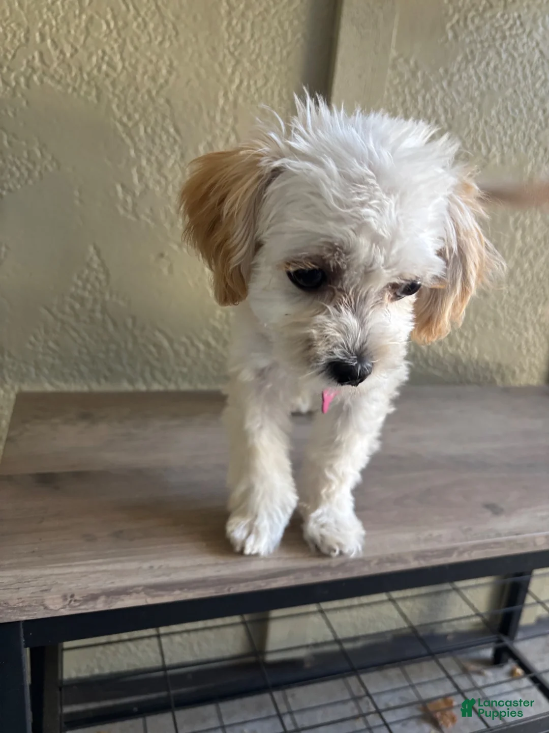 Maltipoo dogs for sale: Lolly - Ad 1