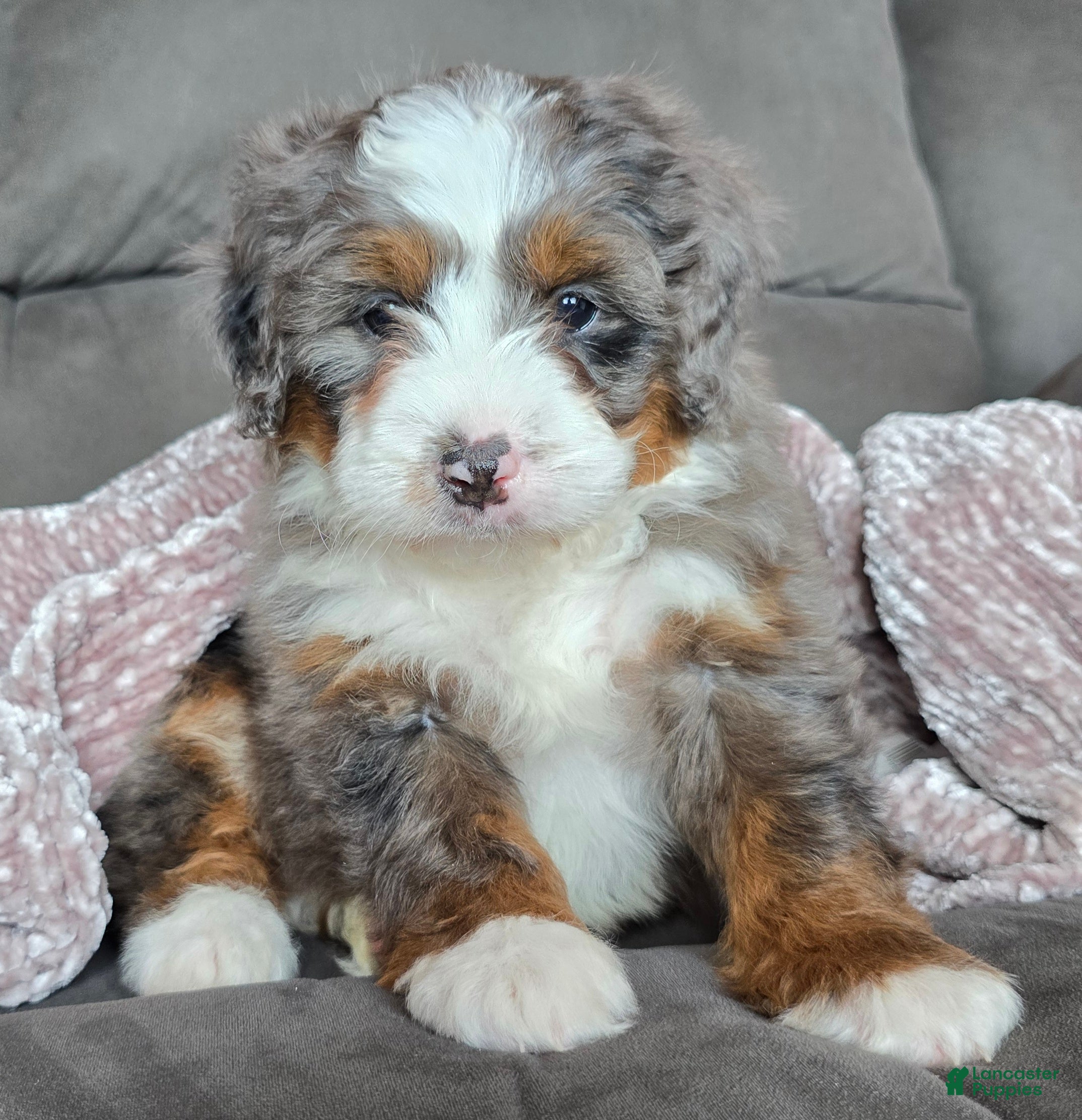 Mini Bernedoodle dogs Mini Ollie - Ad 23