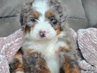Mini Bernedoodle dogs Mini Ollie - Ad 23