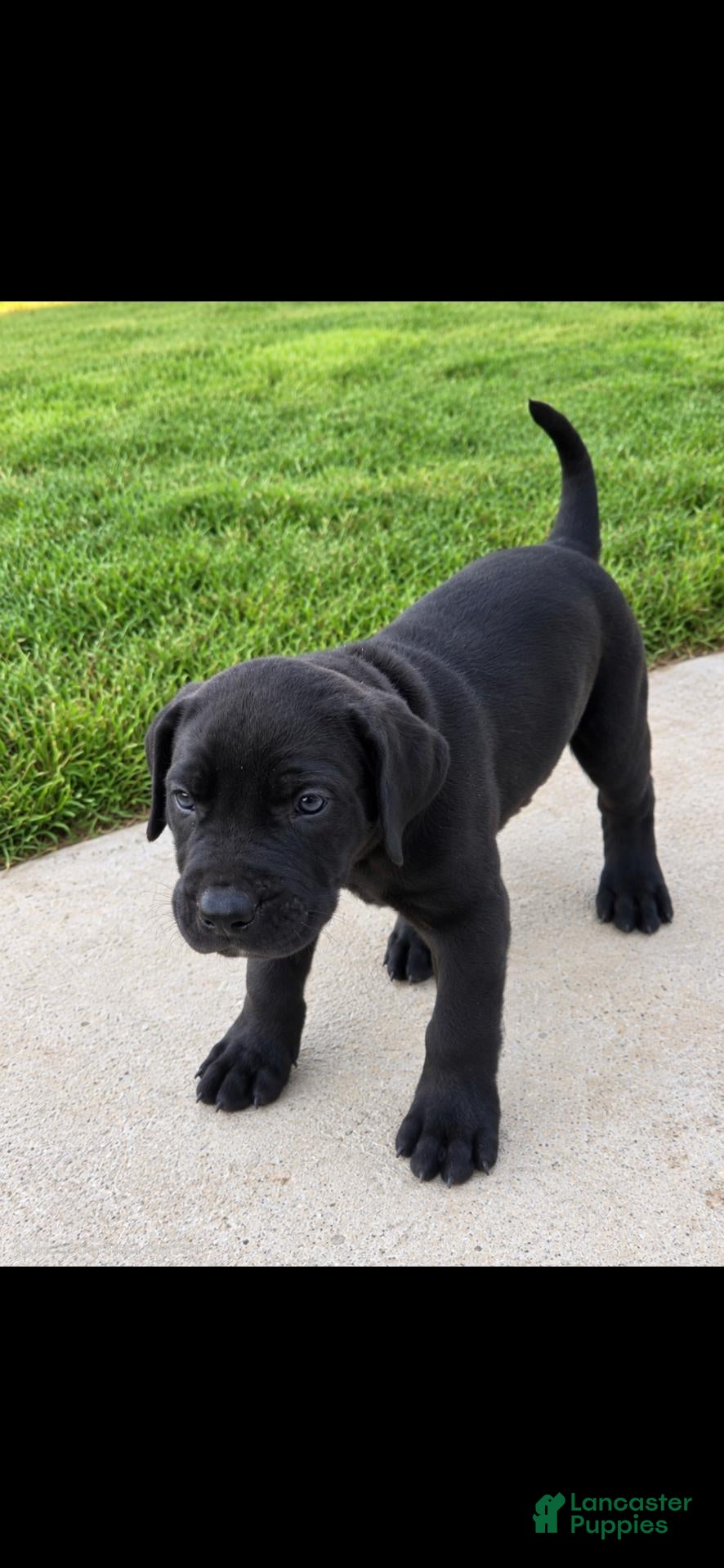 Presa Canario dogs Presa Canario 2 - Ad 26