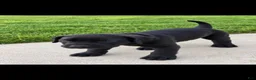 Presa Canario dogs for sale: Presa Canario 2 - Ad 1