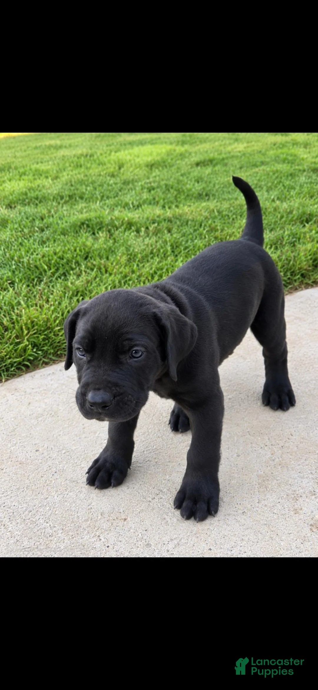 Presa Canario dogs for sale: Presa Canario 2 - Ad 1