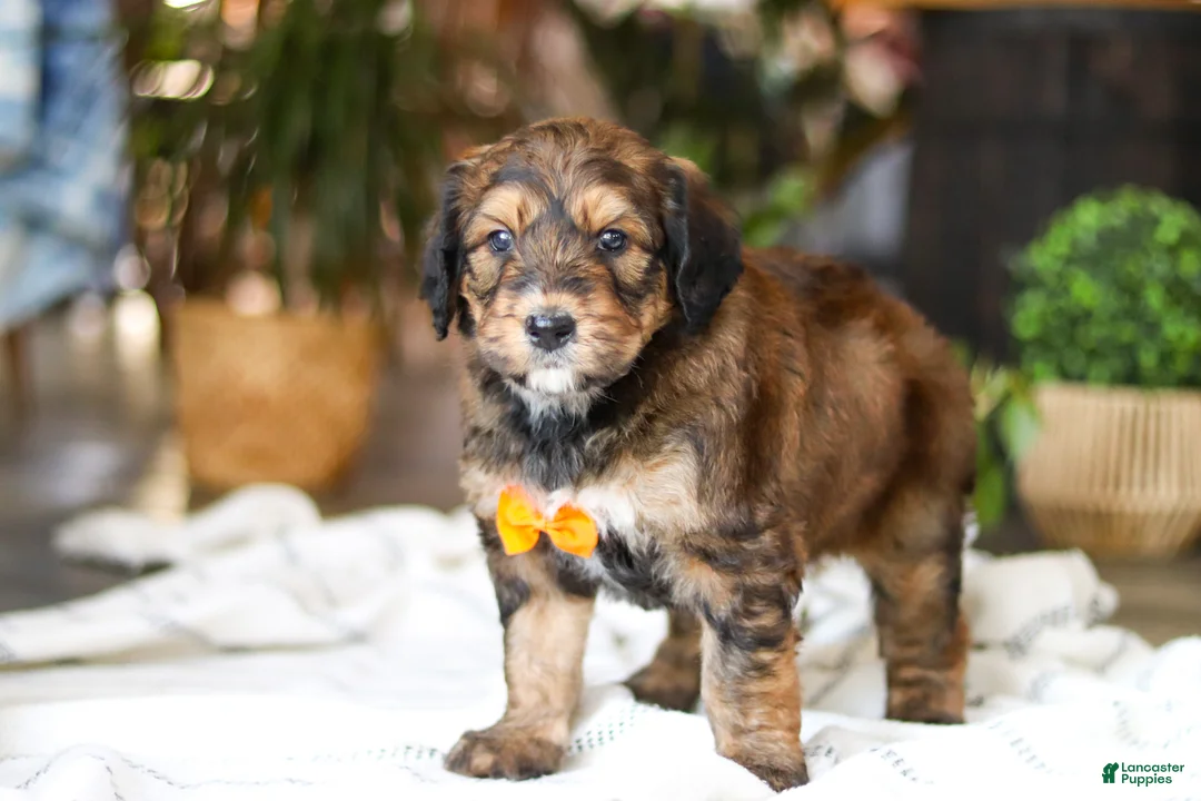 Bernedoodle dogs for sale: Blarney - Ad 5