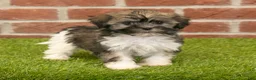 Havanese dogs for sale: Betsy - Ad 1