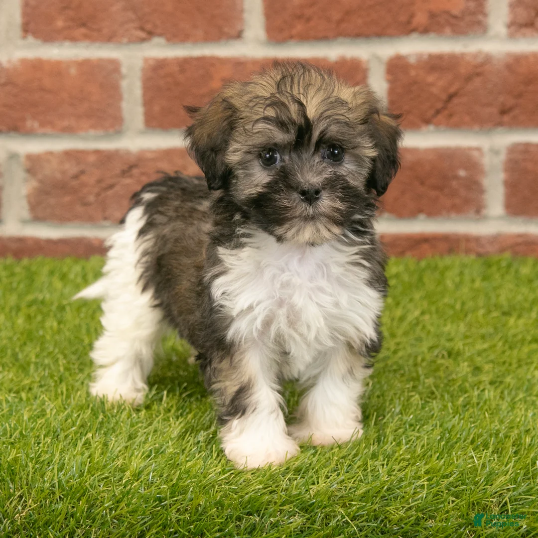 Havanese dogs for sale: Betsy - Ad 1