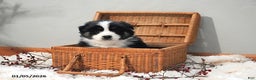 Australian Shepherd dogs for sale: Alice - Ad 2