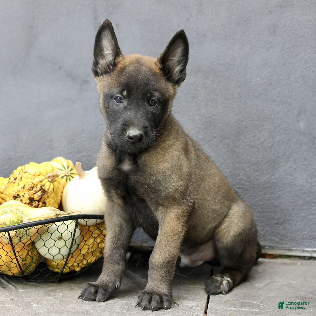 Belgian Malinois dogs for sale: Rascal  - Ad 1