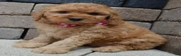 Mini Goldendoodle dogs for sale: Mini Gigi - Ad 8