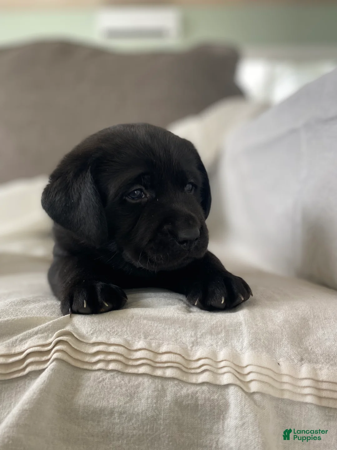 Labrador Retriever dogs for sale: Pepper - Ad 1