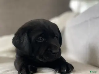 Labrador Retriever dogs for sale: Pepper - Ad 1