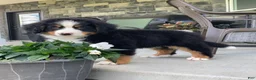Bernese Mountain Dog dogs for sale: Teddy - Ad 18