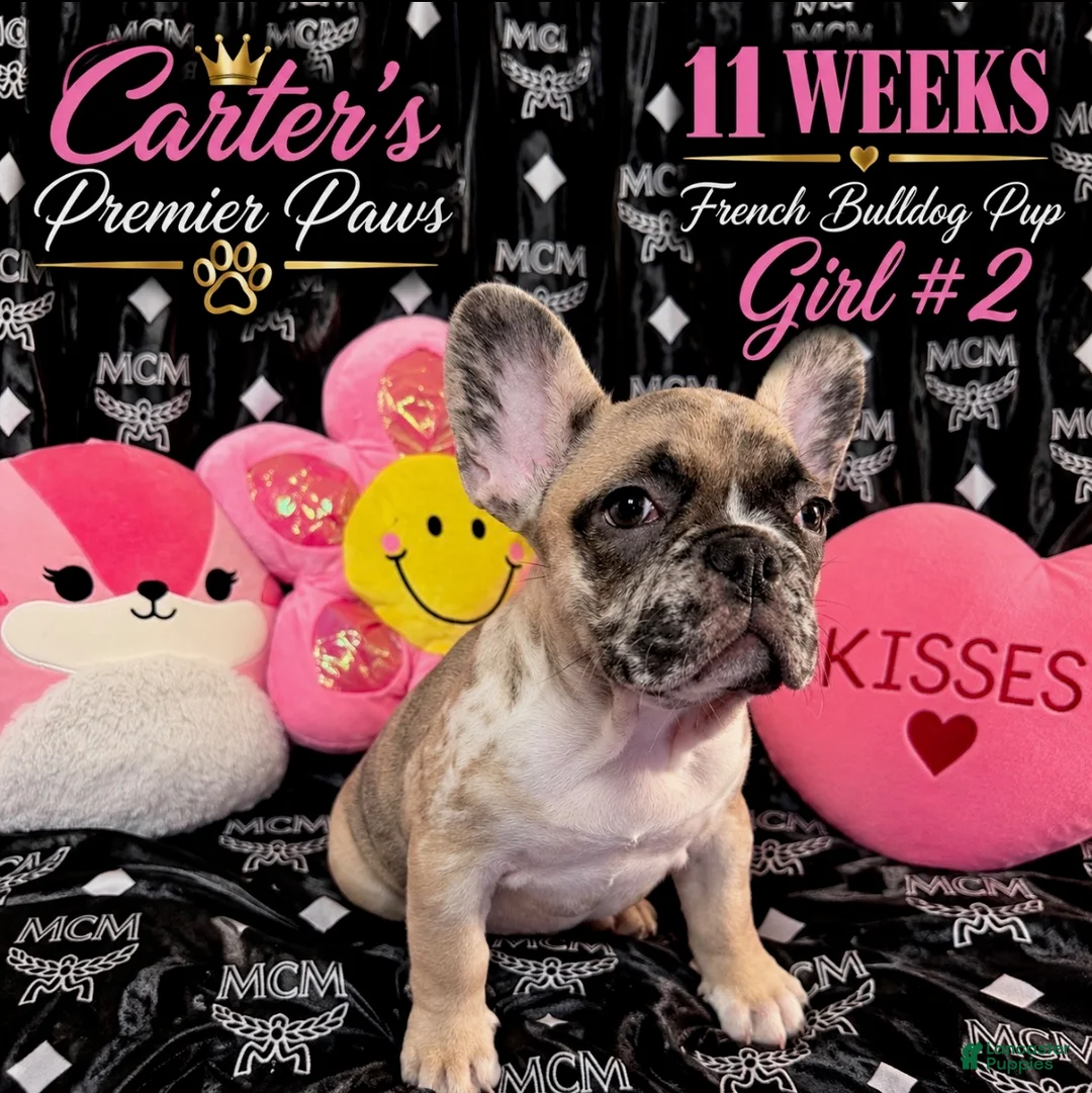 French Bulldog dogs for sale: French Bulldog 4 cutiepie - Ad 2