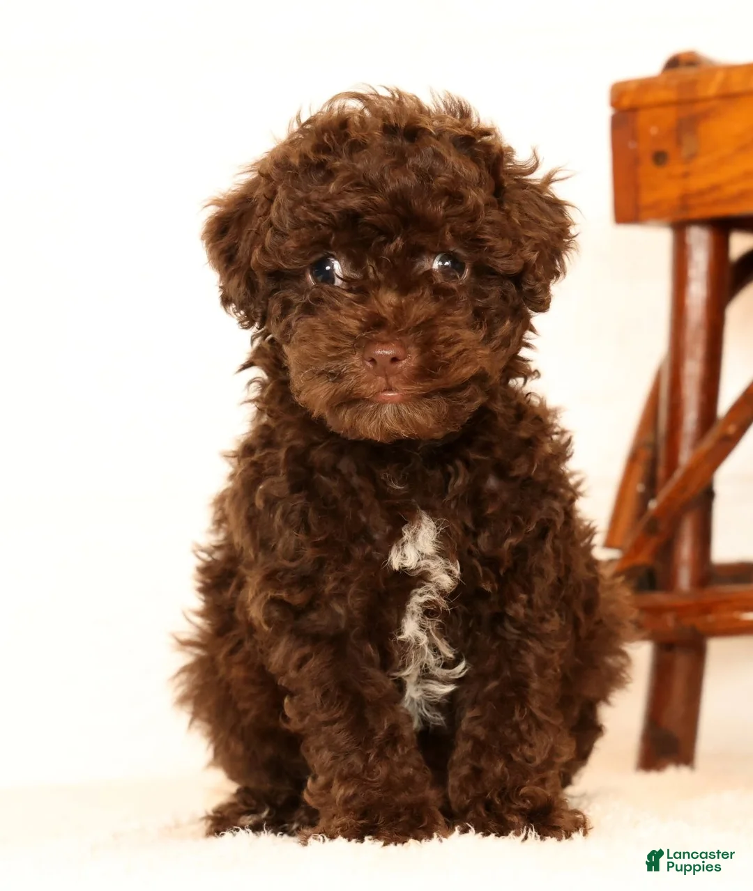Havapoo dogs for sale: Darla - Ad 1