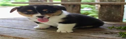Mixed Breed dogs for sale: Lulu - Ad 5
