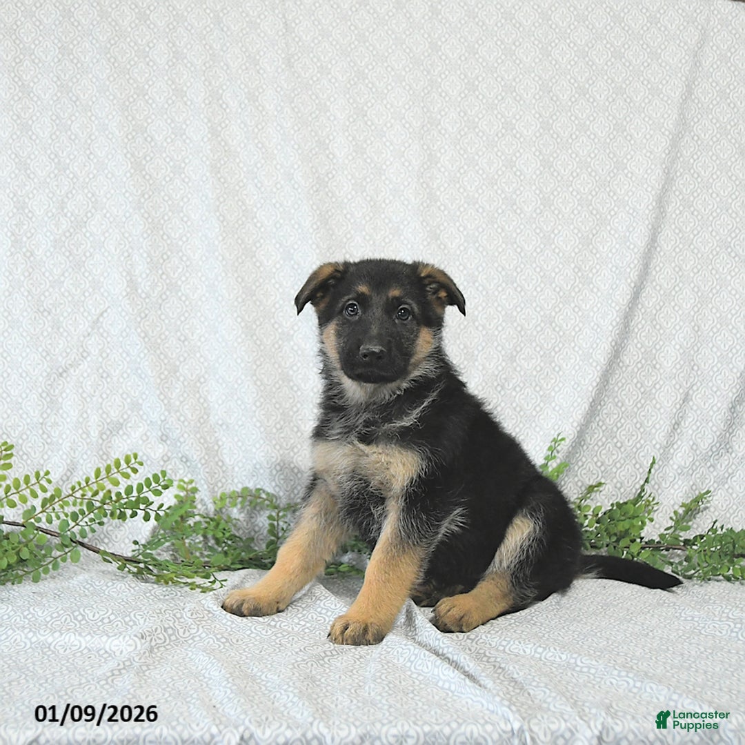 German Shepherd dogs for sale: Rita - Ad 2