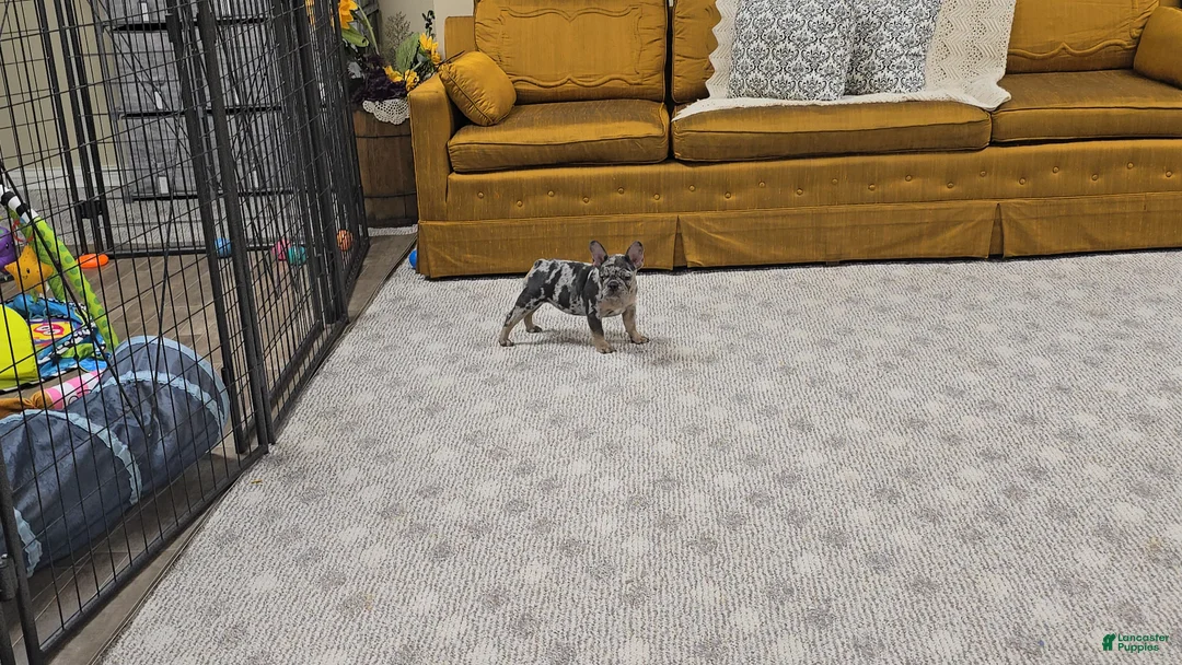 French Bulldog dogs for sale: Wonda - Ad 9