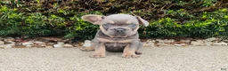 French Bulldog dogs for sale: Sadie - Ad 6