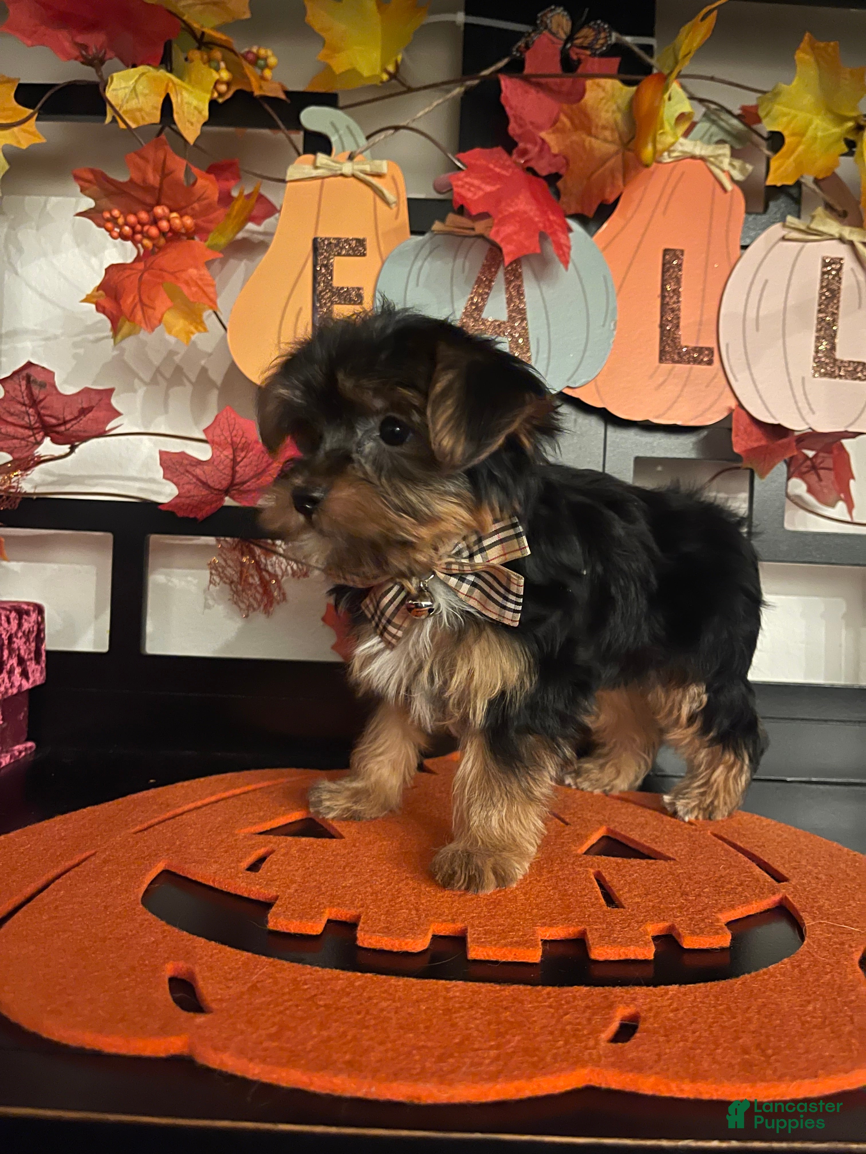 Yorkshire Terrier dogs Yorkshire Terrier 1 - Ad 2