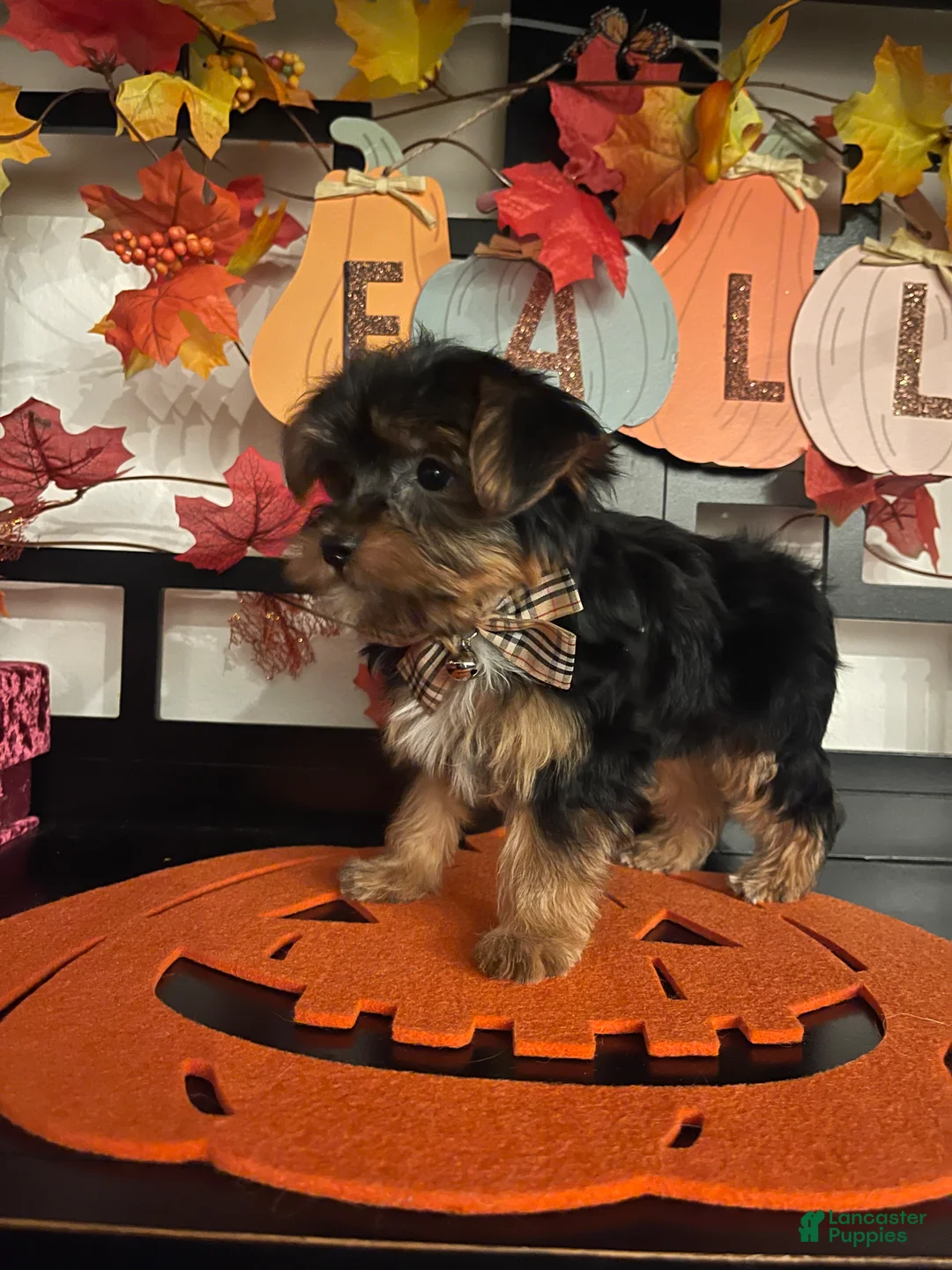 Yorkshire Terrier dogs for sale: Yorkshire Terrier 1 - Ad 2