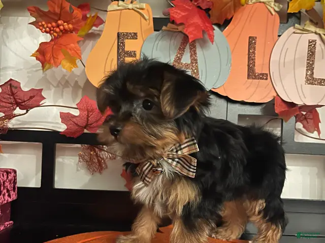 Yorkshire Terrier dogs for sale: Yorkshire Terrier 1 - Ad 2