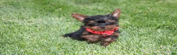 Yorkiepoo dogs for sale: Emmett  - Ad 13