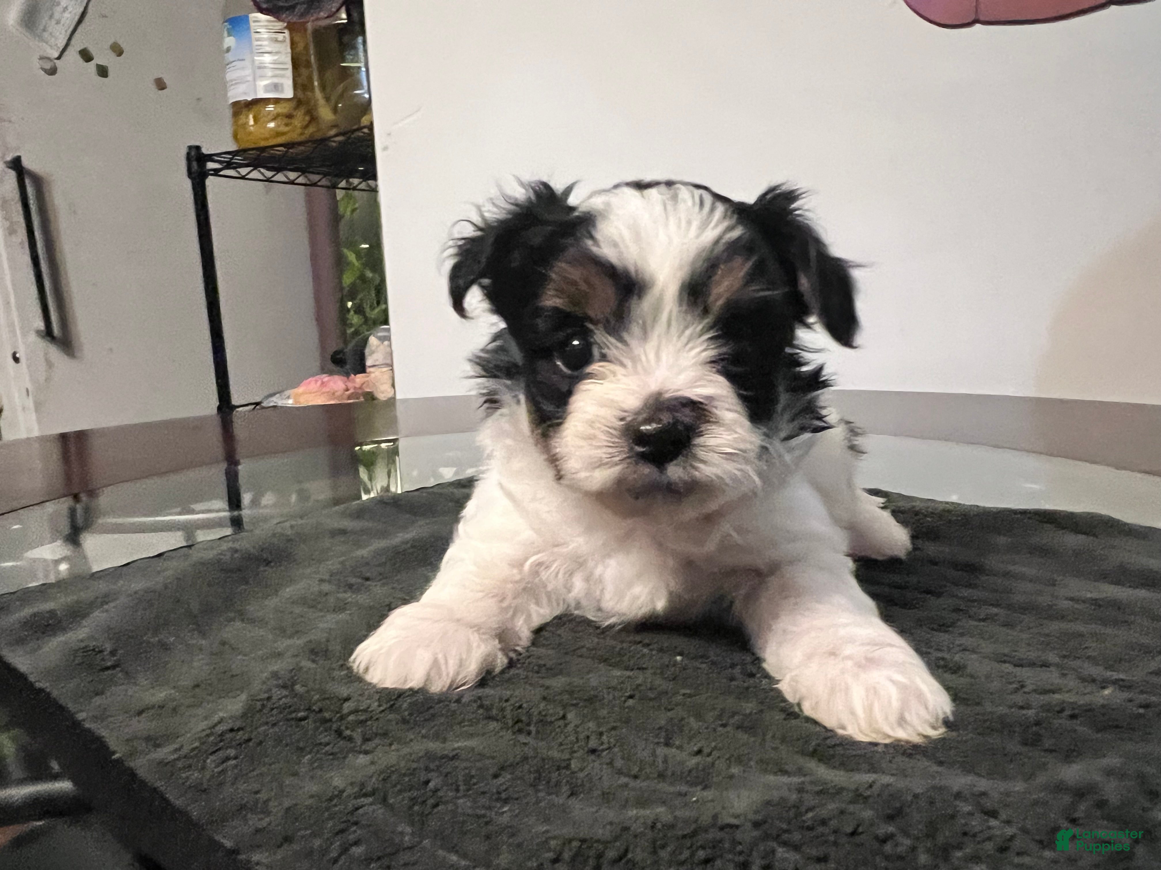 Yorkiepoo dogs for sale: Creed - Ad 21
