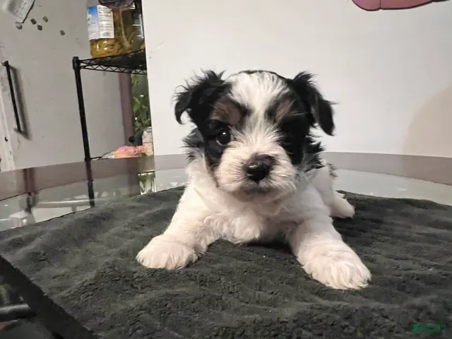 Yorkiepoo dogs for sale: Creed - Ad 21