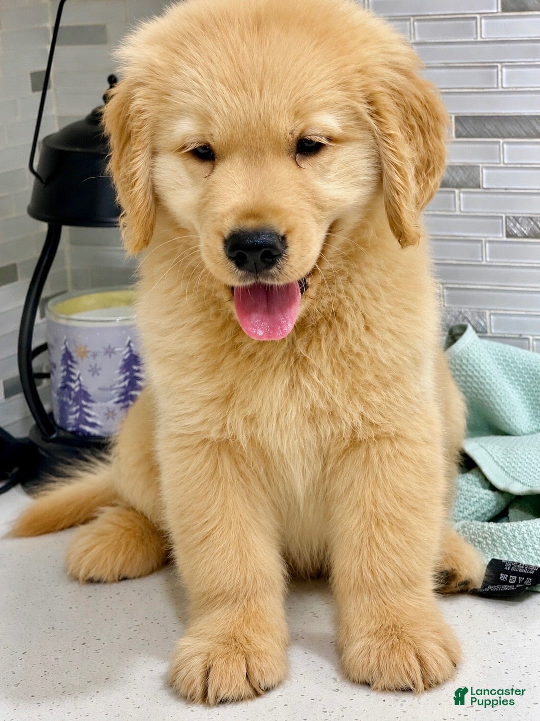 Golden Retriever dogs Golden Retriever 3 - Ad 1