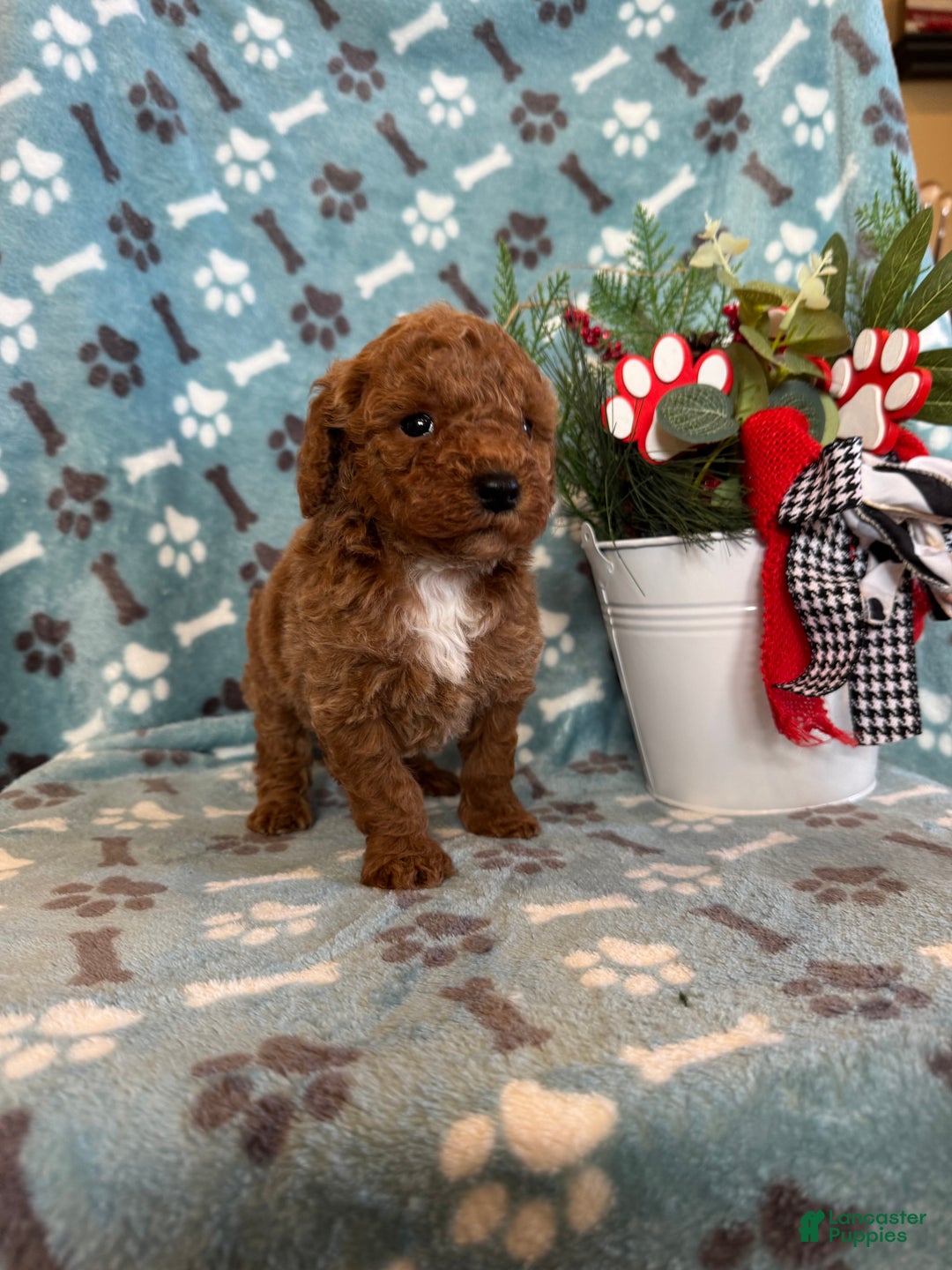 Mini Goldendoodle dogs for sale: Holly  - Ad 5