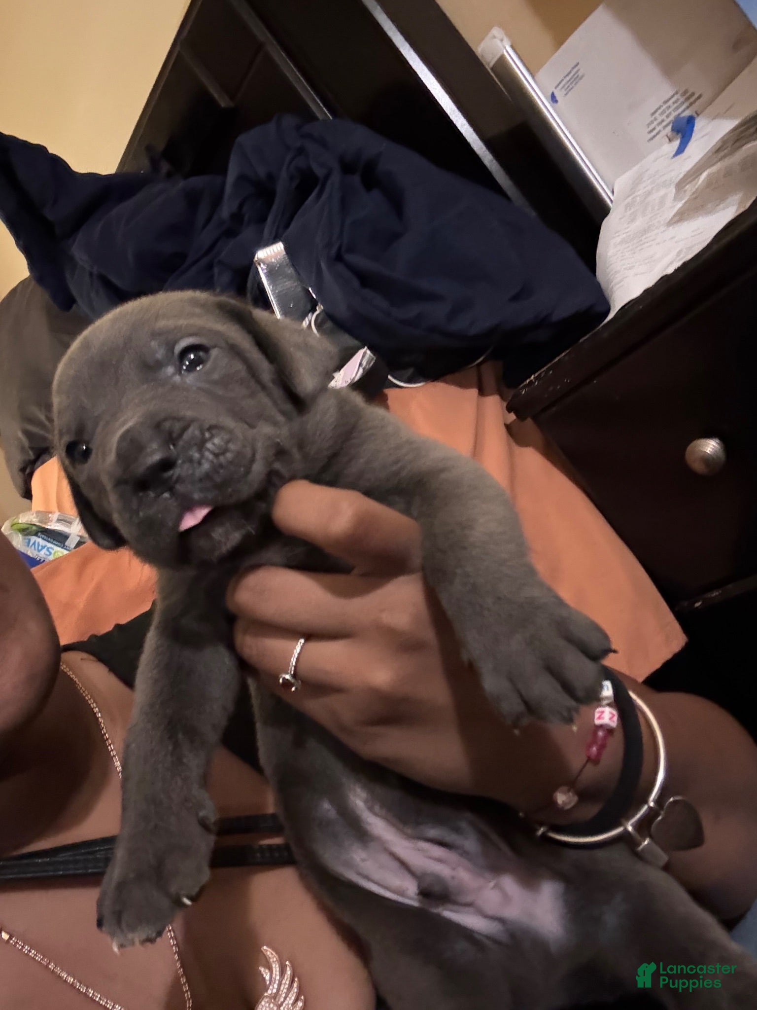 Cane Corso dogs Cane Corso 1 - Ad 19
