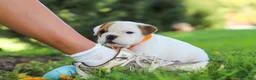 Beabull dogs for sale: Banjo - Ad 4