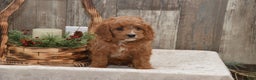 Cavapoo dogs for sale: Kyler - Ad 4