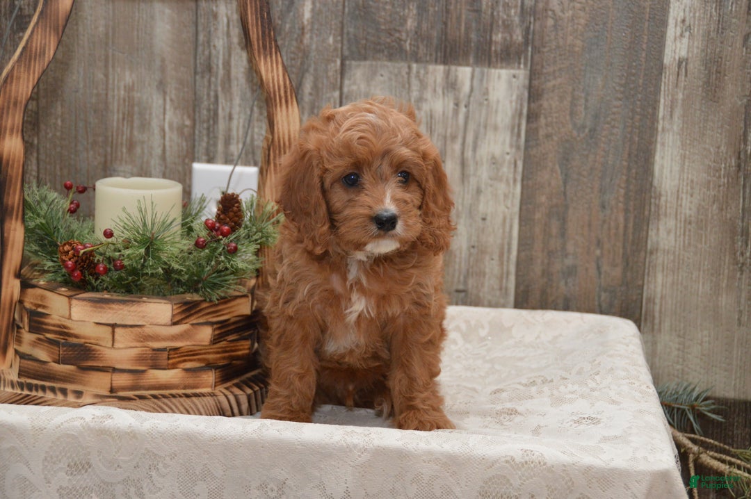 Cavapoo dogs for sale: Kyler - Ad 4