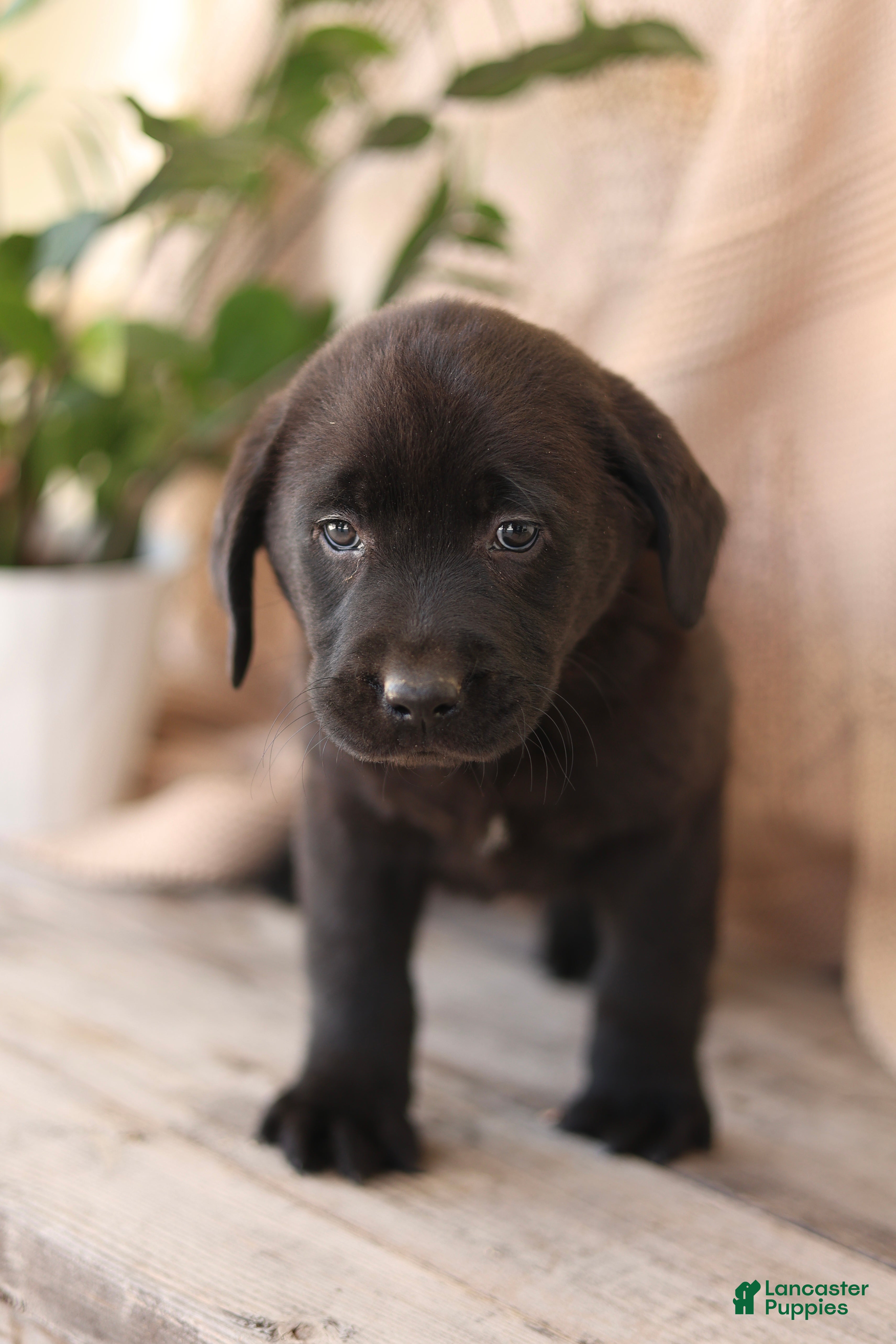 Labrador Retriever dogs Frankie - Ad 1