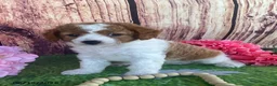 Cavapoo dogs for sale: Cupcake - Ad 5