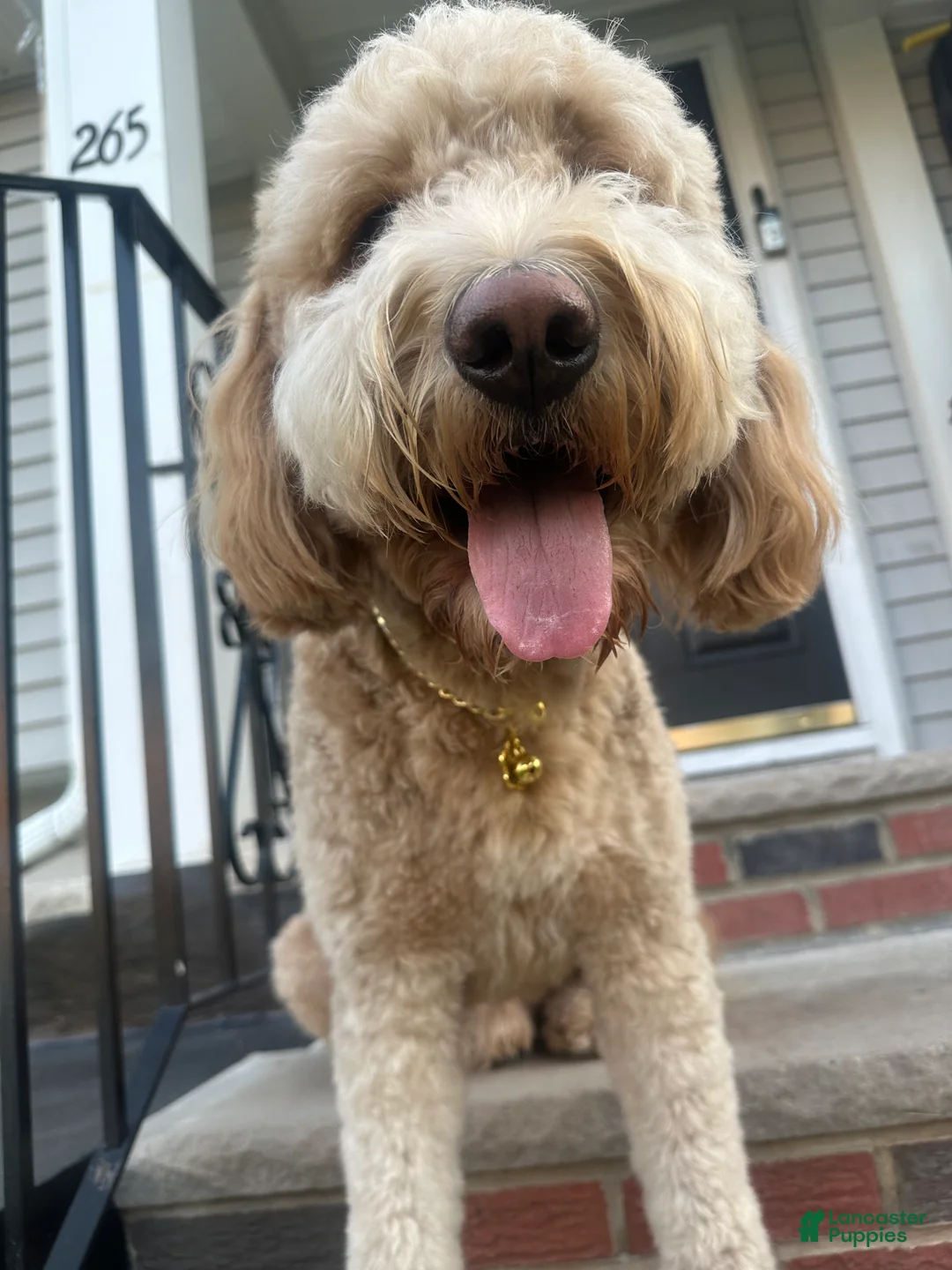 Goldendoodle dogs for sale: Goldendoodle Puppy 1 - Ad 7
