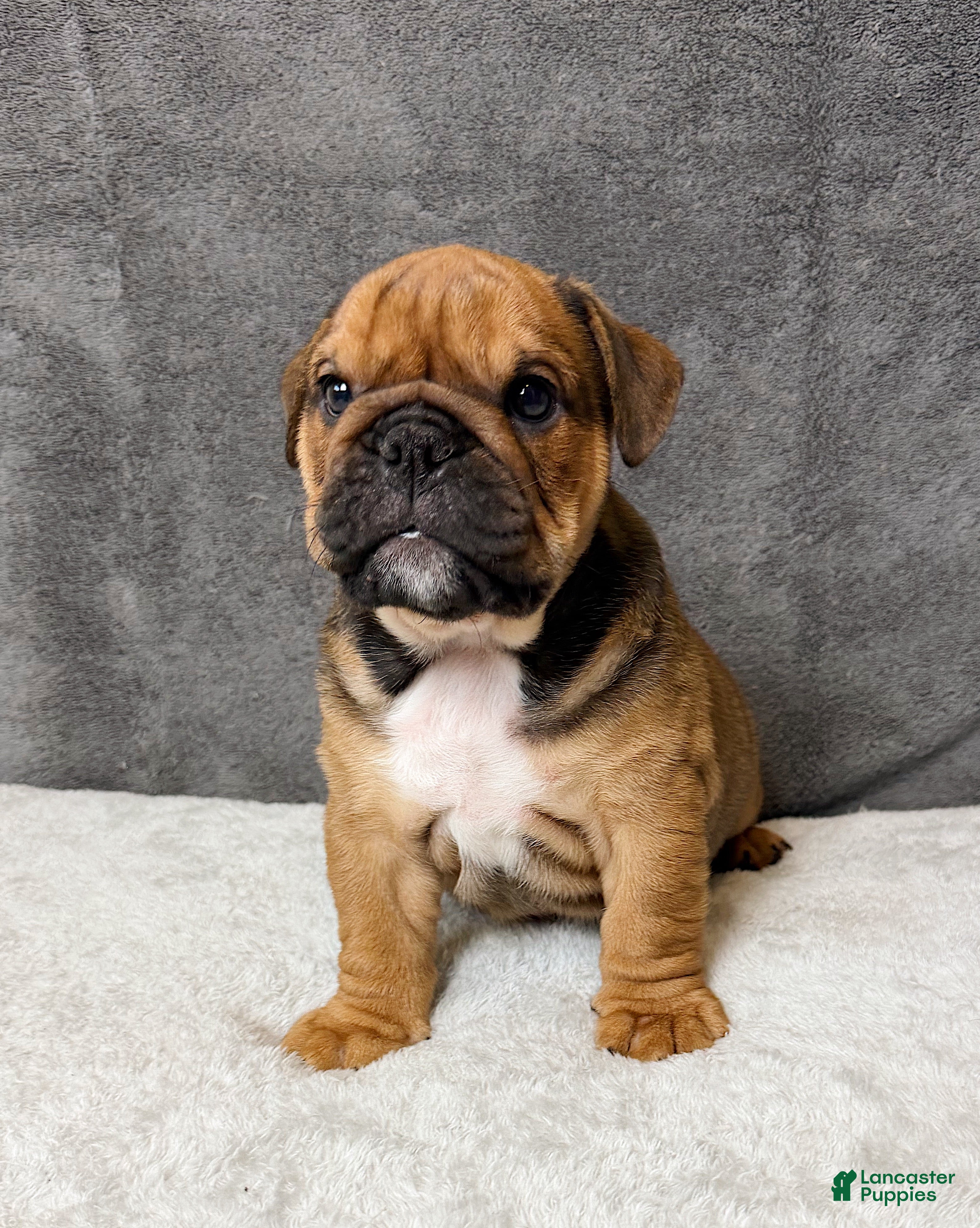 English Bulldog dogs Gravy - Ad 37