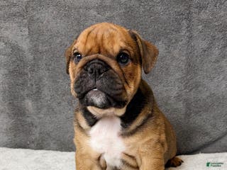 English Bulldog dogs Gravy - Ad 30