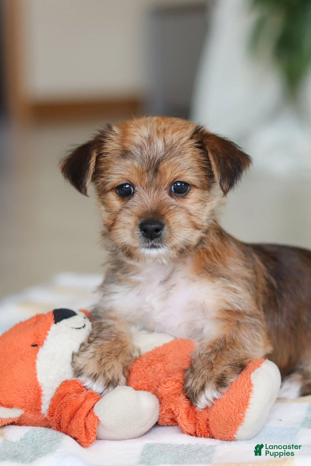 Morkie dogs for sale: Karis - Ad 8