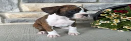 Boxer dogs for sale: Daphne - Ad 4