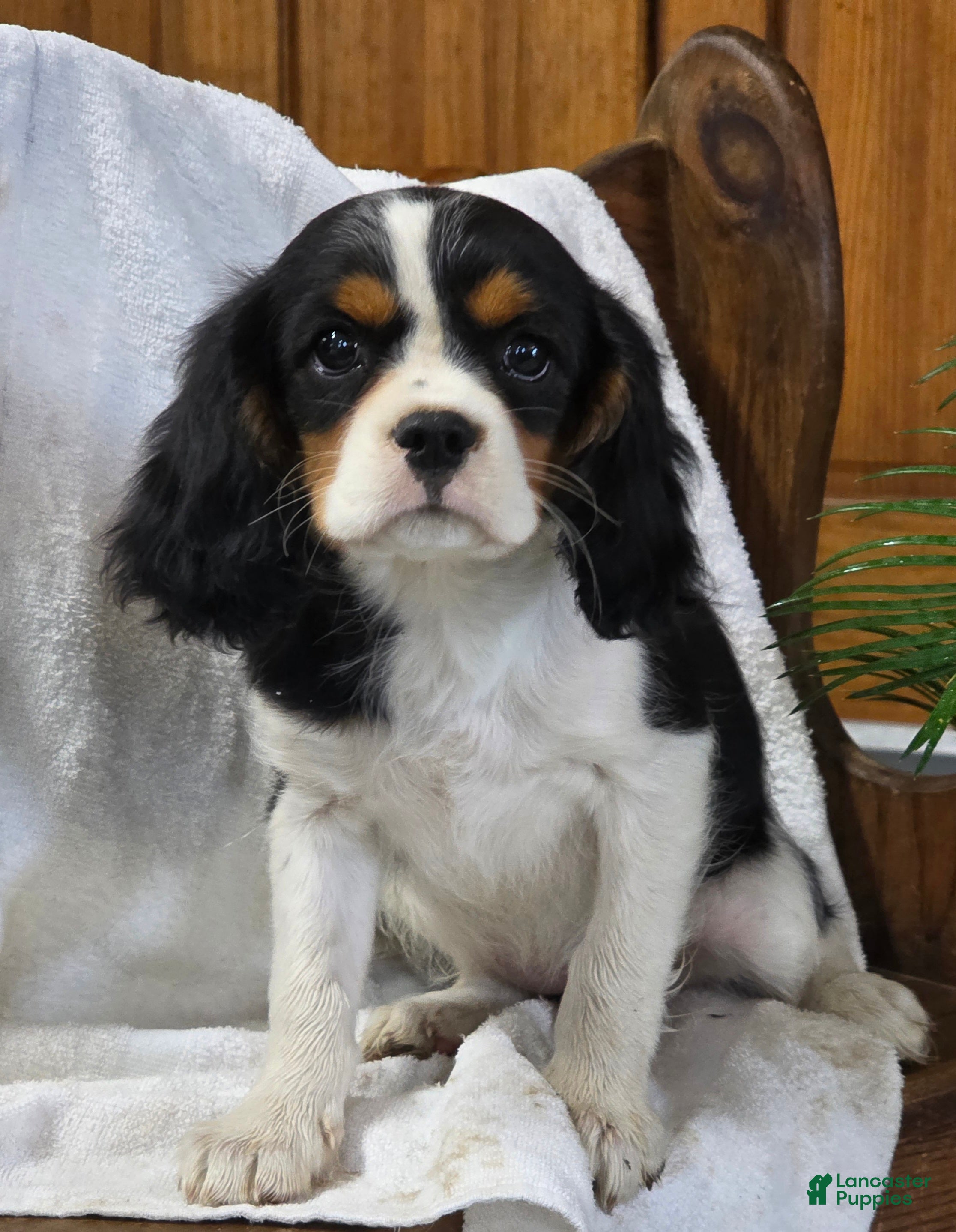 Cavalier King Charles Spaniel dogs Peony - Ad 1