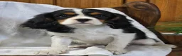 Cavalier King Charles Spaniel dogs for sale: Peony - Ad 1