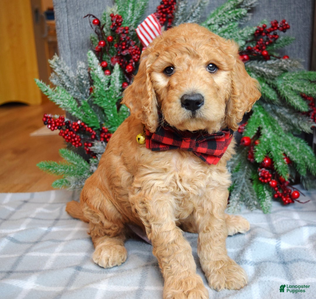 Goldendoodle dogs for sale: Parker  - Ad 7
