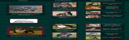 American Bully dogs for sale: ABKC Pocket Bully - Bongo  - Ad 6