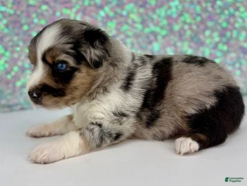 Toy Australian Shepherd dogs for sale: Tinkerbell - Ad 1