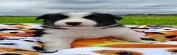 Border Collie dogs for sale: Eco - Ad 11