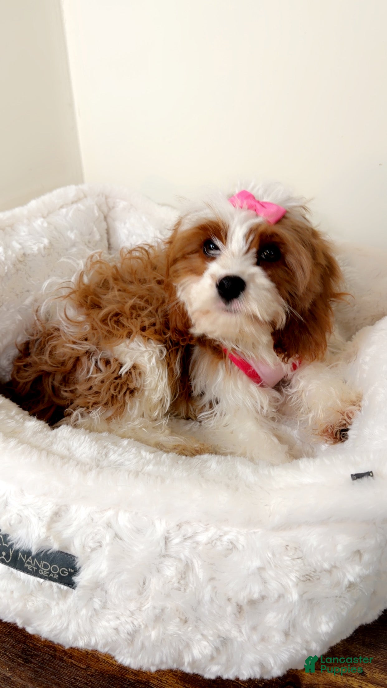Cavapoo dogs Bailey  - Ad 3